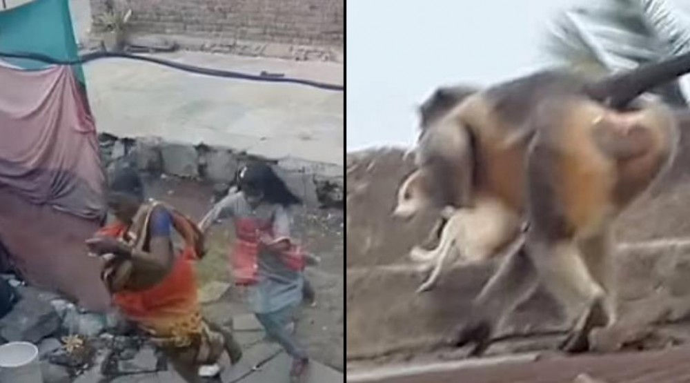 Maimuțele ar fi ucis 250 de câini din răzbunare,după ce le-a fost omorât un pui, într-un sat din India